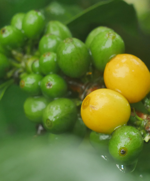 caturra-fully-washed-11